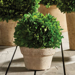 Boxwood Ball In Pot