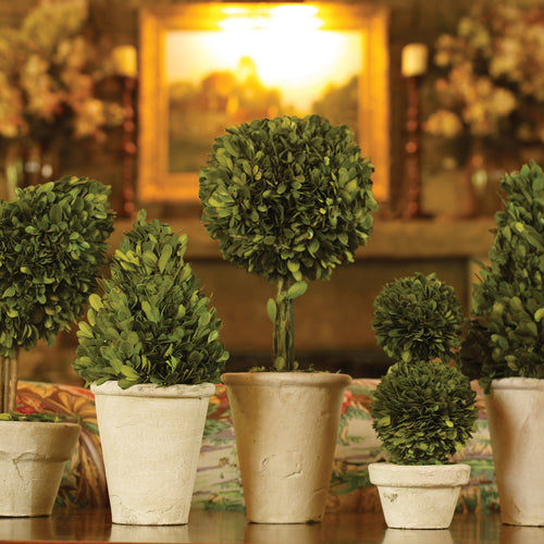 Boxwood Topiaries in Pot Set of 8