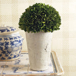 Boxwood Three Quarter Ball In Pot