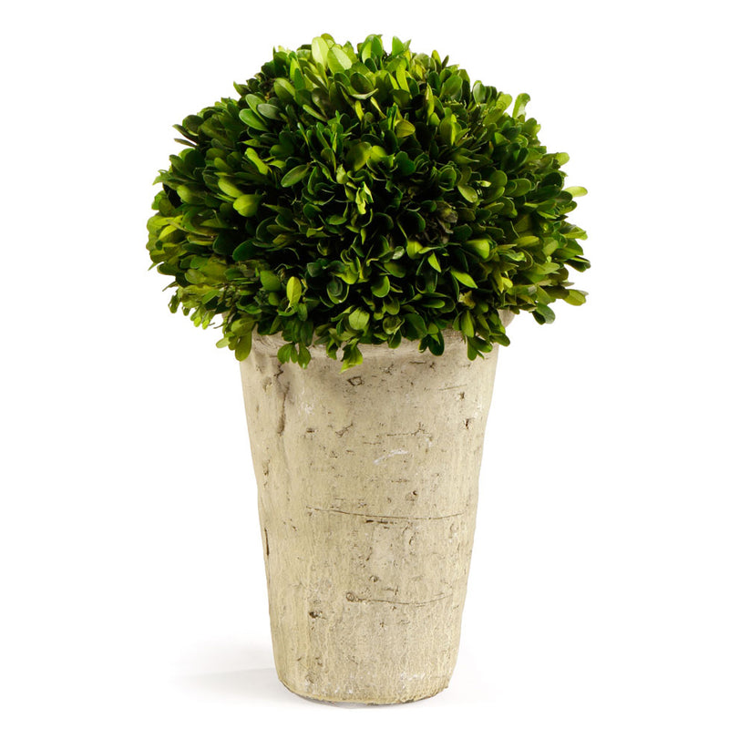 Boxwood Three Quarter Ball In Pot