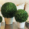 Boxwood Ball In Pot