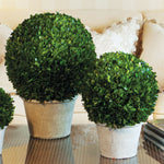 Boxwood Ball In Pot