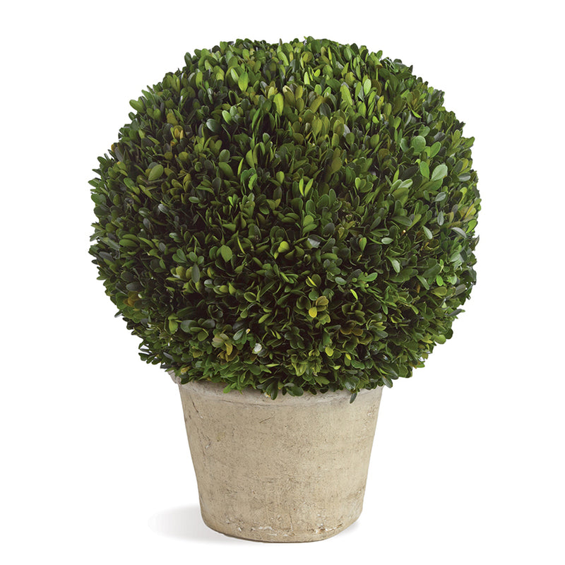 Boxwood Ball In Pot