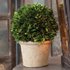 Boxwood Ball In Pot