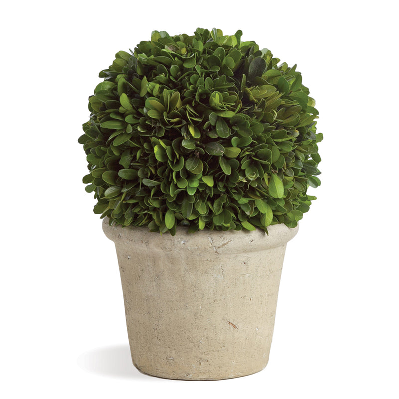 Boxwood Ball In Pot