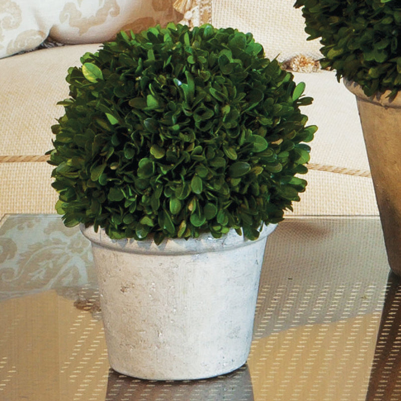 Boxwood Ball In Pot