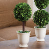 Boxwood Topiary in Beaded White Pot