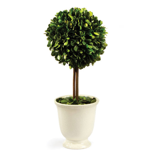 Boxwood Topiary in Beaded White Pot