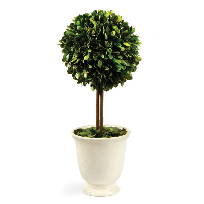 Boxwood Topiary in Beaded White Pot