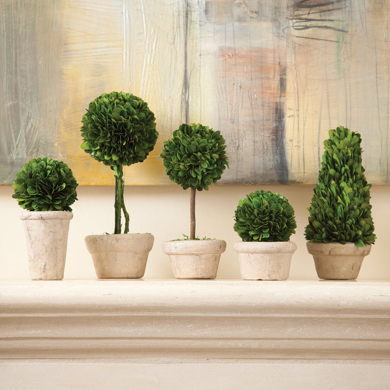 Boxwood Topiaries in Pot Set of 5