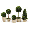 Boxwood Topiaries in Pot Set of 5