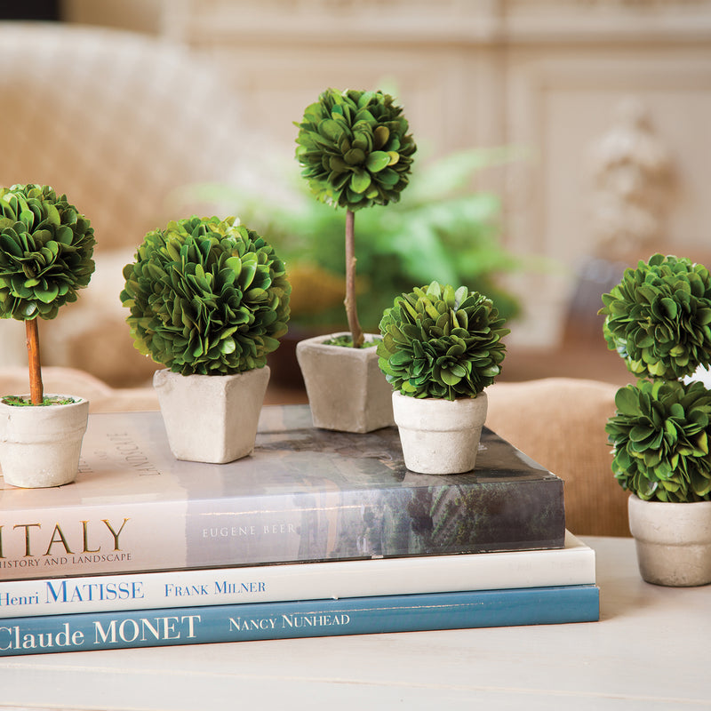 Boxwood Mini Topiaries In Pot Set of 5