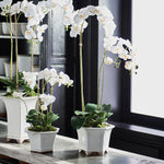 Barclay Butera Phalaenopsis In Ceramic Pot