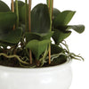 Barclay Butera Phalaenopsis In Ceramic Bowl