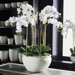 Barclay Butera Phalaenopsis In Ceramic Bowl