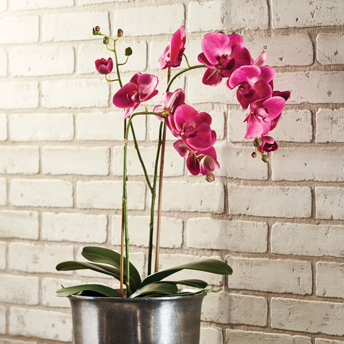 Phalaenopsis X2 Drop-In Faux Plant