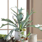 Staghorn Fern Drop-In Faux Plant