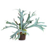 Staghorn Fern Drop-In Faux Plant