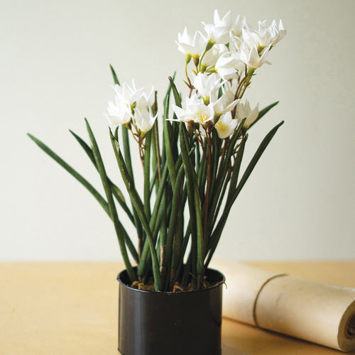 Paper Whites Potted Faux Plant Set of 4