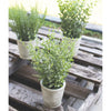 Potted Herb Faux Plant Set of 3