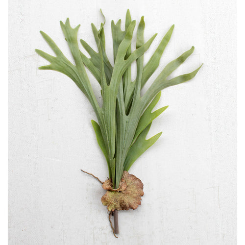 Staghorn Fern Faux Plant Stem Set of 6