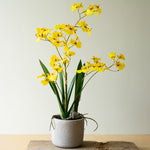 Oncidium Orchid Yellow Potted Faux Plant