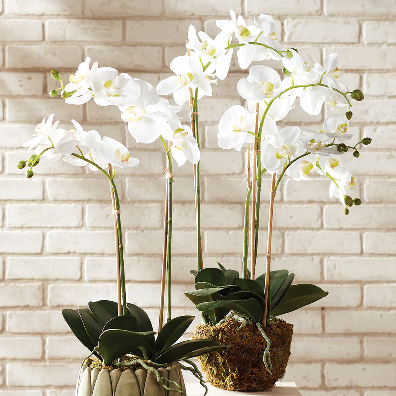 Phalaenopsis Orchid White Drop-In Faux Plant