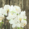 Phalaenopsis Orchid White Drop-In Faux Plant