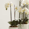 Phalaenopsis Orchid White Drop-In Faux Plant