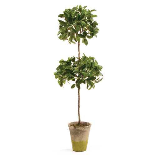 Ficus Double Topiary In Pot