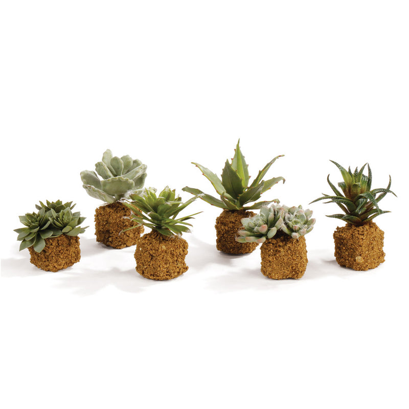 Succulent Drop-In Faux Plant Set of 6