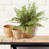 Boston Fern Drop-in Faux Plant