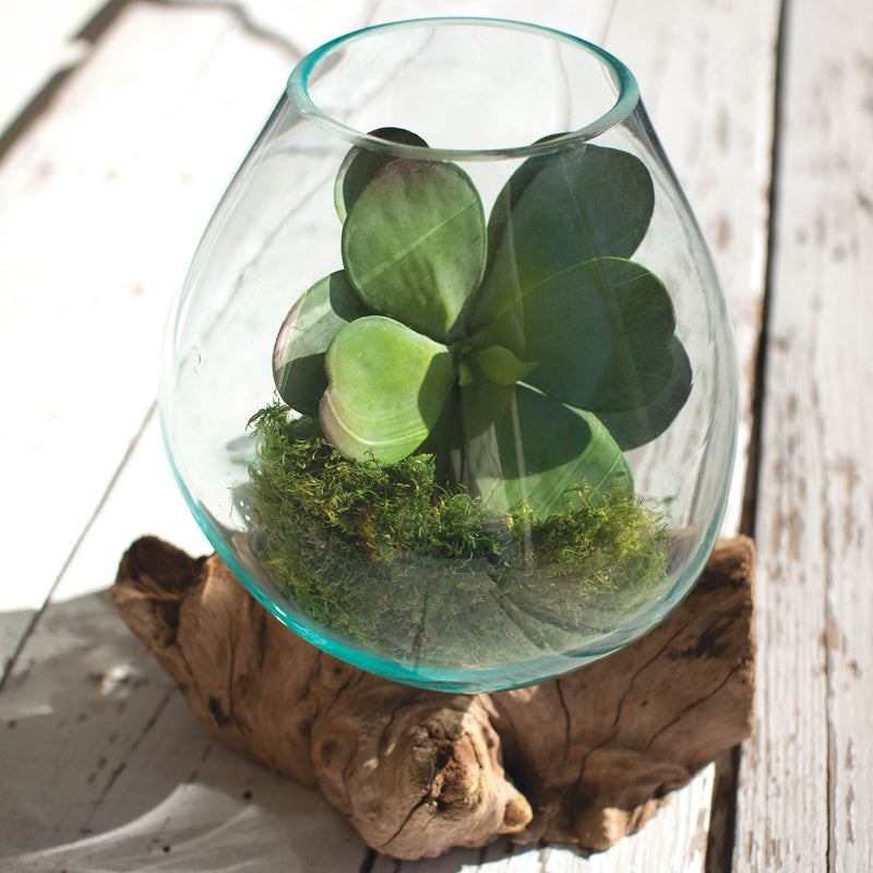 Driftwood Terrarium