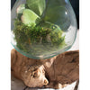 Driftwood Terrarium