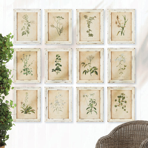 Wild Flower Botanical Framed Wall Art Set of 12