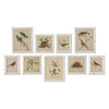 Framed Aviary Bird & Nest Habitat Print Wall Art Set of 9