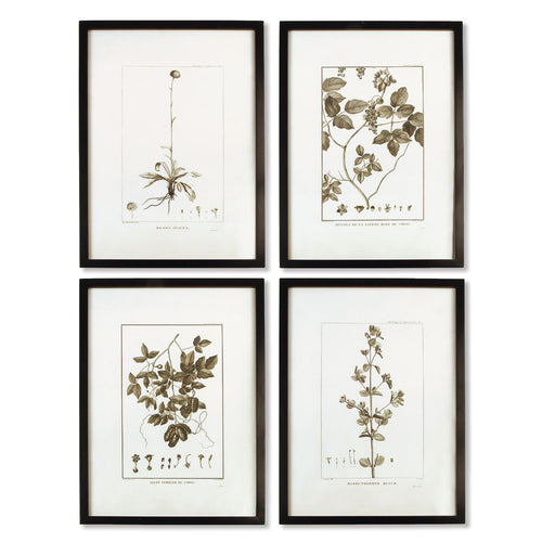 Fern Sepia-Tone Framed Wall Art Set of 4