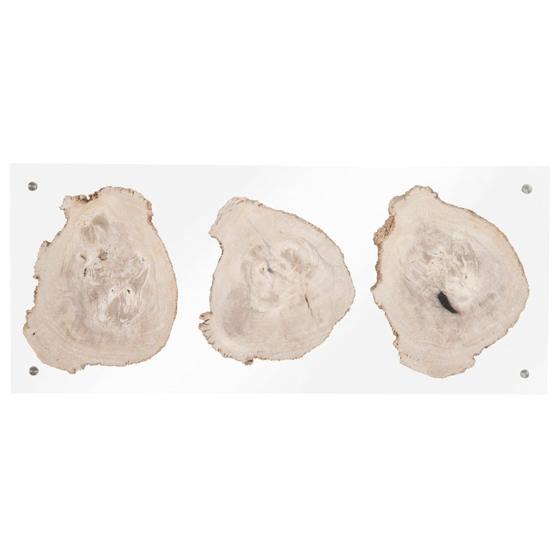 Phillips Collection Floating Petrified Double Slice Wall Art