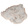 Phillips Collection Petrified Wood Plate