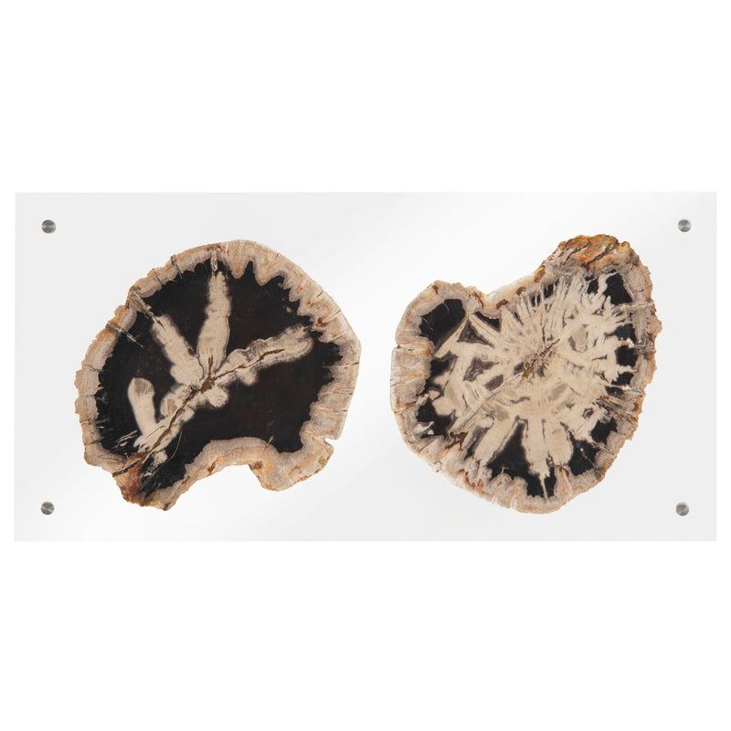 Phillips Collection Floating Petrified Double Slice Wall Art