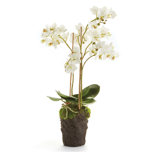 Phalaenopsis Orchid Drop-In Faux Plant