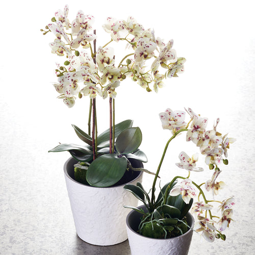 Phalaenopsis White and Purple Orchid Drop-In Faux Plant