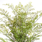 Maidenhair Drop-In Faux Plant