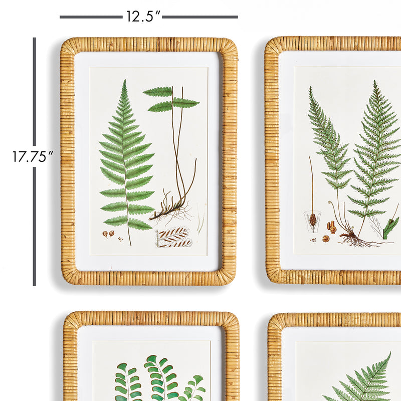 Forest Fern Print Wall Art Set of 4