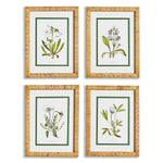 White Floral Study Wall Art Set of 4