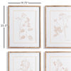 Blush Botanical Study Wall Art Set of 4