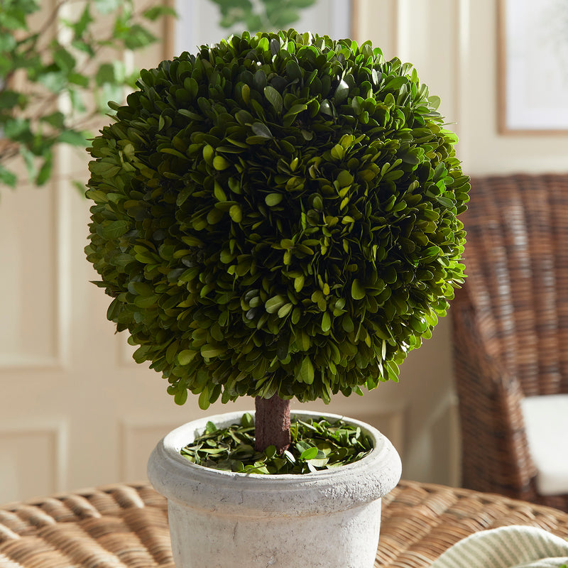 Boxwood Single Ball Topiary In Pot