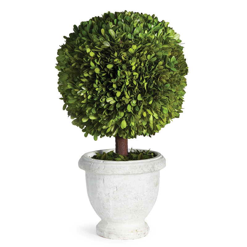 Boxwood Single Ball Topiary In Pot