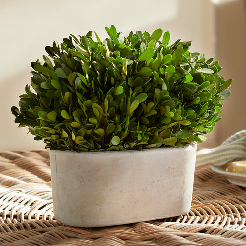 Boxwood Bush In Oval Pot