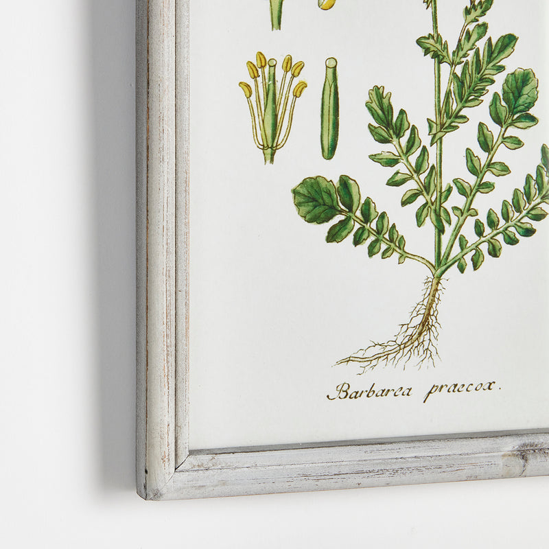 Perennial Botanical Study Wall Art Set of 6